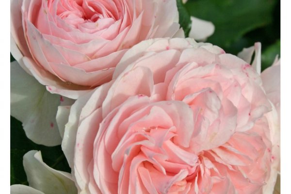 Кракен даркнет рекламы